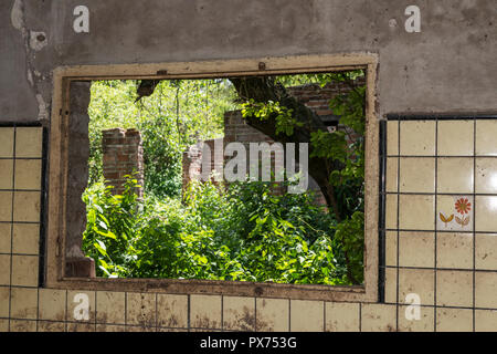 Vieille maison en ruines, vous voir reste par la fenêtre et la jungle qui avance Banque D'Images