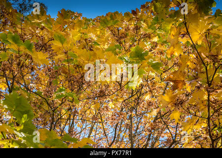Les feuilles de platane au soleil de l'automne Banque D'Images