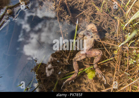 Une grenouille Telmatobius eau morte (espèces) qui a probablement été victime de la champignon chytride qui est le moteur de ce et d'autres espèces à l'extinction. Banque D'Images