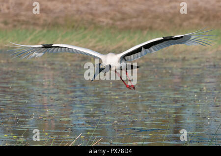 Femelle adulte Black-necked Stork ou Jabiru glisse sans effort à atterrir sur une zone humide du Cap York lagoon prêt à commencent à se nourrir sur le bord du lagon Banque D'Images