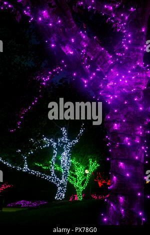 Les troncs des arbres enveloppés dans les lumières des fêtes colorées - North Carolina Arboretum, Asheville, Caroline du Nord, États-Unis Banque D'Images