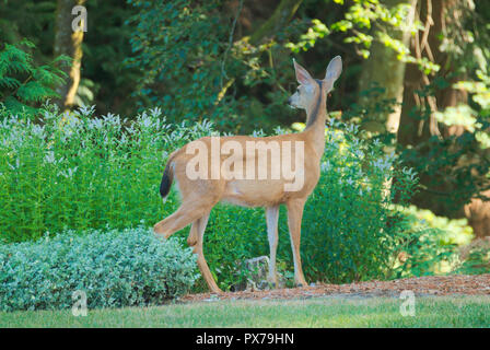 Cerf dans la cour arrière de Surrey, Colombie-Britannique, Canada Banque D'Images