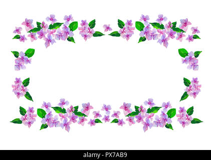 Hortensia Rose le jardin de fleurs. Illustration botanique dans un style dessiné à la main avec du texte. Fleurs lilas isolés. Vector floral design pour les cosmétiques Banque D'Images