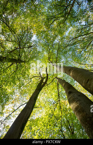 Regardant les hêtres et les feuilles d'octobre de la nouvelle forêt Hampshire England UK GO Banque D'Images