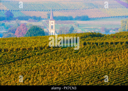 Vignobles pittoresques en couleurs de l'automne, Baden Württemberg. L'Allemagne. Banque D'Images