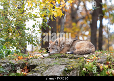 Un Coyote (Canis latrans) reposant sur un rocher à l'automne au Canada Banque D'Images