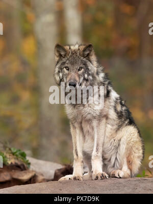 Un loup solitaire ou Loup gris (Canis lupus) sur une roche revient sur une journée d'été au Canada Banque D'Images