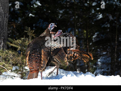 Les dindons sauvages de l'est (Meleagris gallopavo) debout dans la neige au Canada Banque D'Images