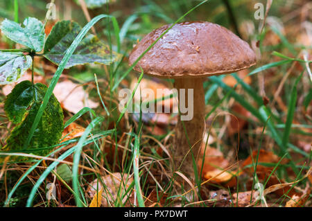 Dans l'herbe, des champignons champignons boletus dans la forêt, les champignons d'automne Banque D'Images