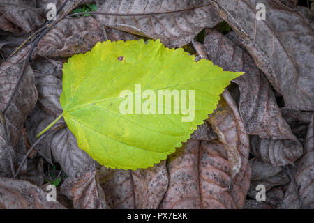 Une feuille qui tombe de l'arbre en automne, qui n'a pas encore perdu sa couleur d'automne Banque D'Images