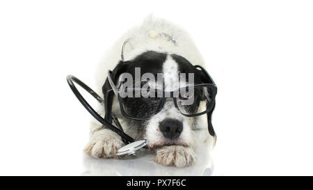 FUNNY DOG AVEC STÉTHOSCOPE ET LUNETTES COUCHÉ CONTRE L'ARRIÈRE-PLAN BLANC. STUDIO SHOT isolé. Banque D'Images