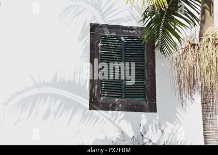Palm Tree Shadow contre mur blanchi à la chaux, Funchal, Madère Banque D'Images