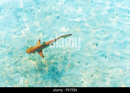 Shark près du rivage, les Maldives. Vue d'en haut. Avec selective focus Banque D'Images