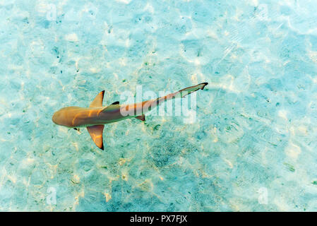 Shark près du rivage, les Maldives. Vue d'en haut. Avec selective focus Banque D'Images