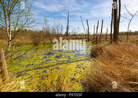 Un Dosenmoor Moor, appelé, en Schleswig Holstein Banque D'Images