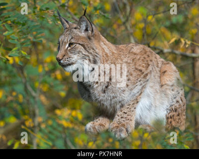 Le lynx eurasien (Lynx lynx) photographie en captivité Banque D'Images