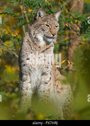 Le lynx eurasien (Lynx lynx) photographie en captivité Banque D'Images
