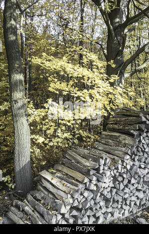 Tas de bois en forêt autumnial Banque D'Images