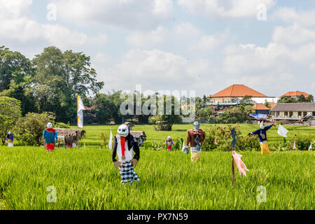 Épouvantails à un champ de riz. Paysage rural. Bali, Indonésie Banque D'Images