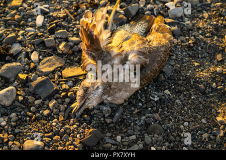 Un oiseau mort sur la plage est proche Banque D'Images