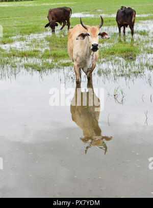 La vache brune brillante et son reflet sur la surface de l'eau tout en se tenant dans la prairie en zone humide, deux veaux sont brun foncé, mange de l'herbe , Thaïlande Banque D'Images