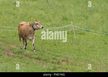 Vache laitière Jersey heureusement marche retour à l'accueil pour la traite Banque D'Images