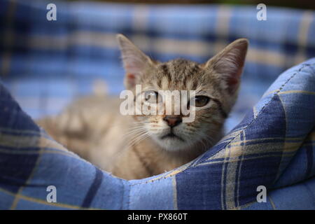 Chaton endormi sur le doux lit pet bleu dans le jardin Banque D'Images