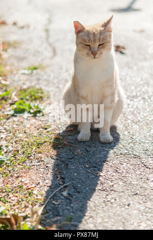 Le gingembre cat en suny street Banque D'Images