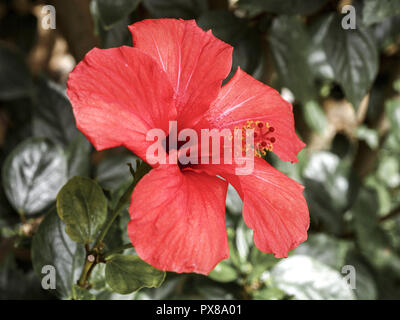 Jardin botanique, fleurs d'hibiscus, flowerage de Madeira, Portugal, Madère, Funchal Banque D'Images