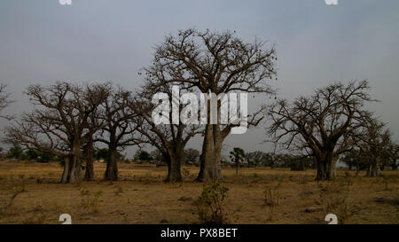 Paysage avec grove de baobabs au coucher du soleil près de Tchamba, Cameroun Banque D'Images