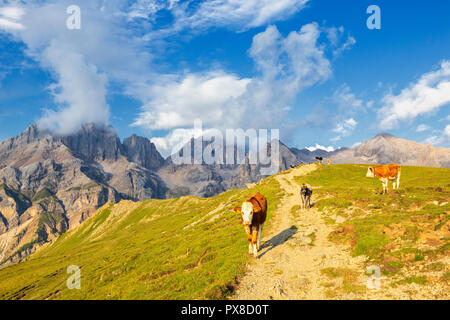 Troupeau de vaches avec la Marmolada en arrière-plan. Col San Nicolò, Vallée de Fassa, Trentin, Dolomites, Italie, Europe. Banque D'Images