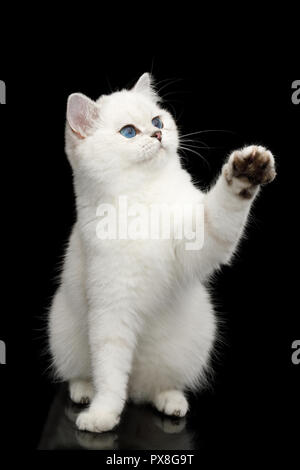 La ludique, chat blanc aux yeux bleus, assis et attraper paw avec toy isolées sur fond noir, front view Banque D'Images