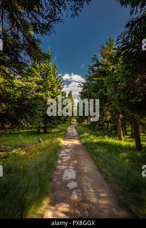 Rocky path étroit dans la forêt verte de Serak à Velky Keprnik, Jeseniky République Tchèque Banque D'Images