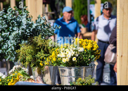 Tbilissi, Géorgie, 2018, 06 Octobre : fleurs automnales sur la célébration de la journée de la ville dans la capitale géorgienne, Tbilissi, en République de Géorgie Banque D'Images