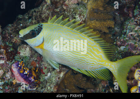 Poisson Lapin masqué, Siganus puellus, plongée de nuit, Romeo, Yilliet site de plongée, l'île de Misool, Raja Ampat, Papouasie occidentale, en Indonésie Banque D'Images