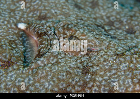 Requin Wobbegong tasselé, Eucrossorhinus dasypogon, branchial et oeil, Nnangobby de Shimada, Eviota shimadai,Two Tree Island, Sagof, Misool, Indonésie Banque D'Images