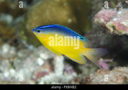 Molucan Damsel, Pomacentrus sisiang, adulte secondaire, site de plongée de mangrove Ridge, île de Yanggefo, détroit de Dampier, Raja Ampat, Papouasie occidentale,Indonésie Banque D'Images