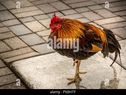 Free Range Coq debout sur une jambe dans la rue de Key West Banque D'Images