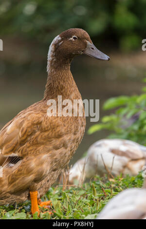 Canard coureur indien à Slimbridge Banque D'Images