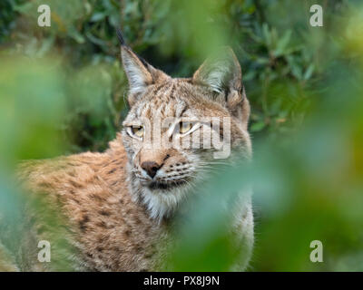 Le lynx eurasien (Lynx lynx) photographie en captivité Banque D'Images
