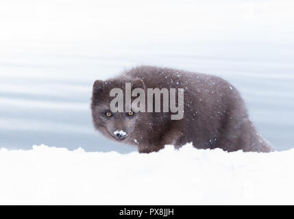 Close-up of a Blue morph le renard arctique dans la neige sur la côte d'Islande. Banque D'Images