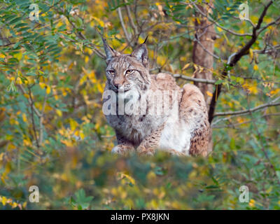 Le lynx eurasien (Lynx lynx) photographie en captivité Banque D'Images