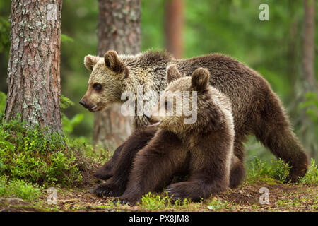 Close-up de deux jeunes ours bruns d'Eurasie en forêt boréale, la Finlande. Banque D'Images