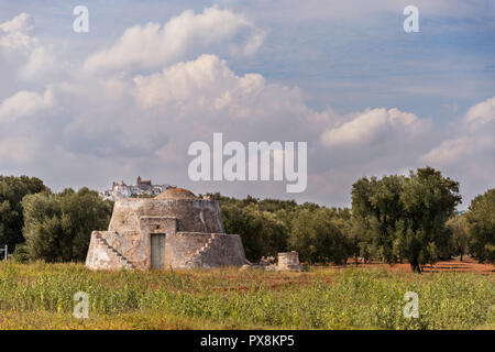 D'oliviers dans la campagne près de la cité médiévale village blanc d'Ostuni Banque D'Images