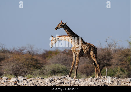 Girafe se battent avec un rival, parc national d'Etosha, Namibie, (Giraffa camelopardalis) Banque D'Images