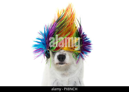 FUNNY punk rock chien portant une perruque de couleur. Contre isolé sur FOND BLANC Banque D'Images