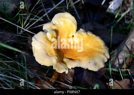 Champignons girolles (Cantharellus cibarius) champignons trouvés sur un marche de fourrage dans la région de Hampden total. Le Buckinghamshire Chilterns, England, UK Banque D'Images