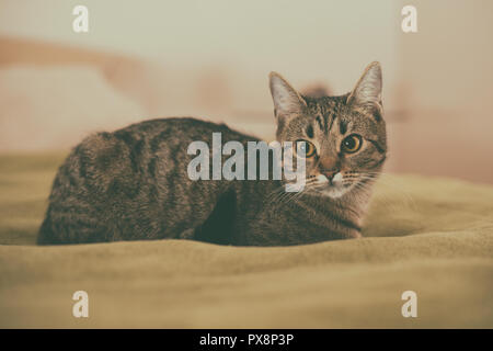 Photo de beau jeune chat couché sur le lit. Banque D'Images