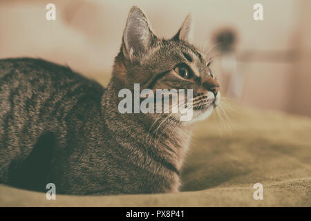 Photo de beau jeune chat couché sur le lit. Banque D'Images