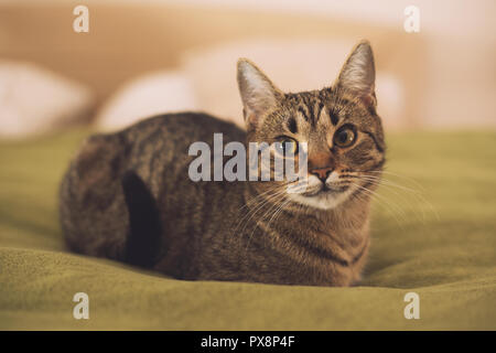 Photo de beau jeune chat couché sur le lit. Banque D'Images